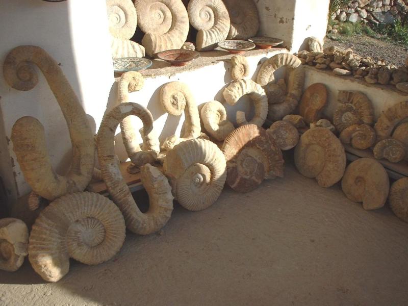 Agadir Maroc coquillage