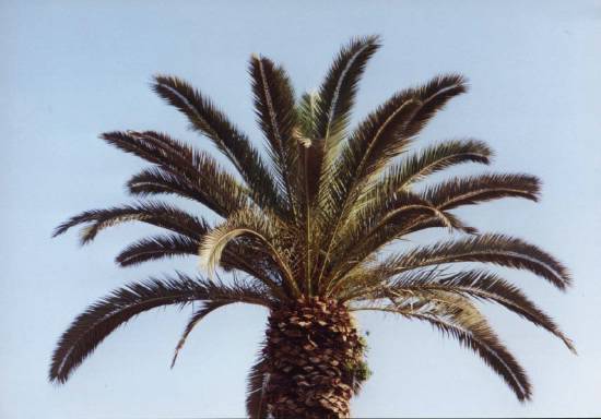 Casablanca Maroc arbre palmier