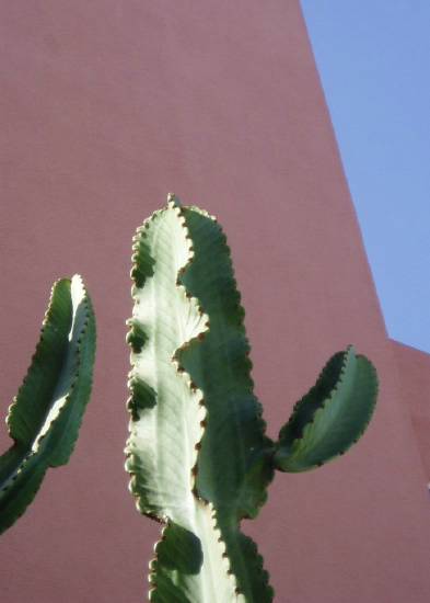 Casablanca Maroc jardin plante cactus hôtel