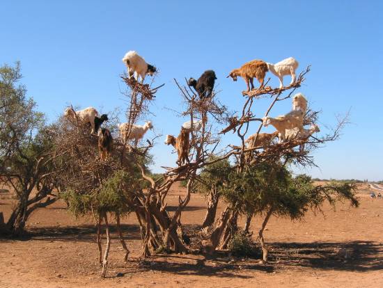 Essaouira Maroc arbre chèvres