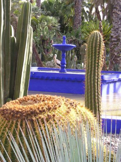 Marrakech Maroc botanique majorelle
