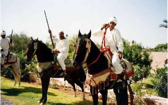 Marrakech Maroc divers chevaux hôtel