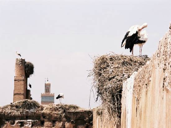 Marrakech Maroc oiseau villes vue
