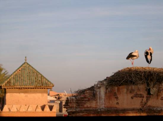 Marrakech Maroc villes cigognes medina