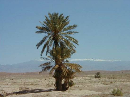 Ouarzazate Maroc palmier neige