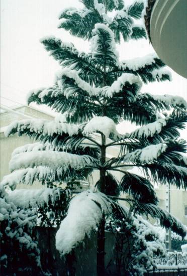Oujda Maroc neige arbre