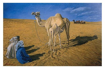 Agadir Maroc dromadaire