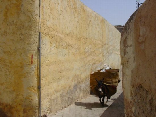 Fès Maroc âne ruelle